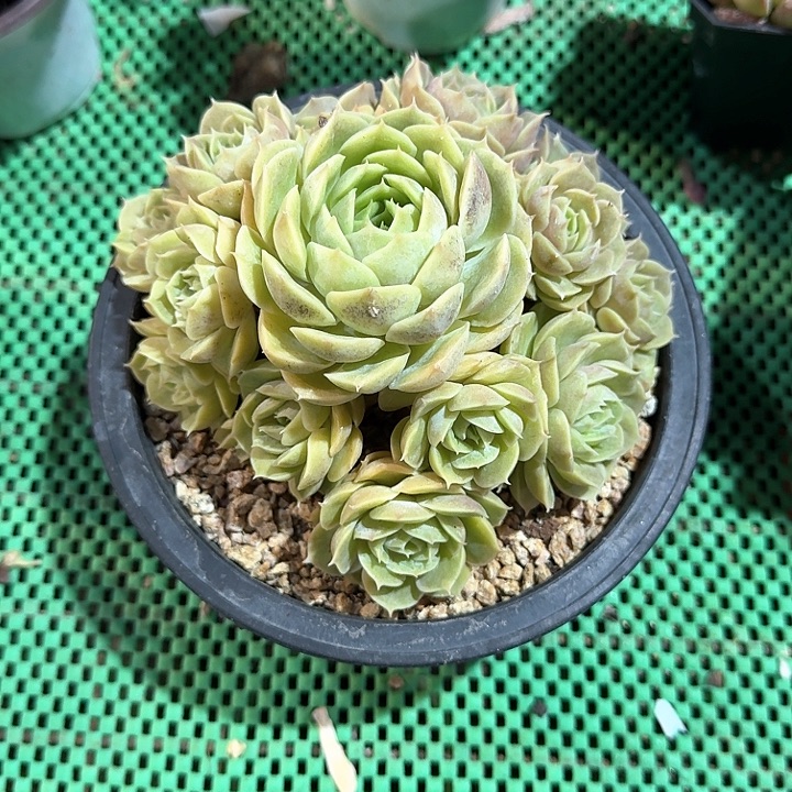 昂斯诺多肉植物的生长