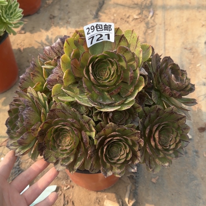 万拉丝……多肉植物……
