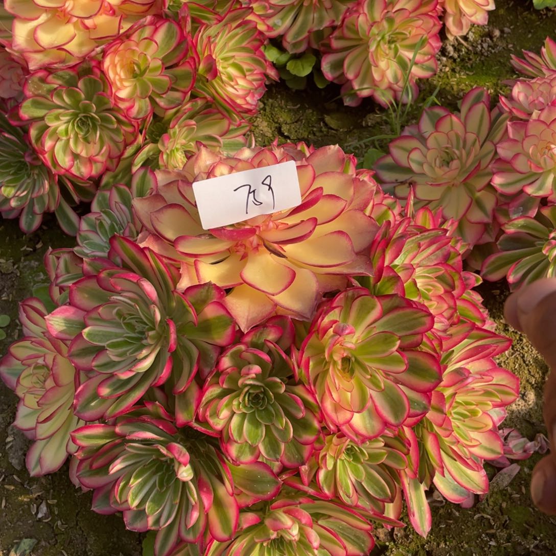 老五多肉759111111