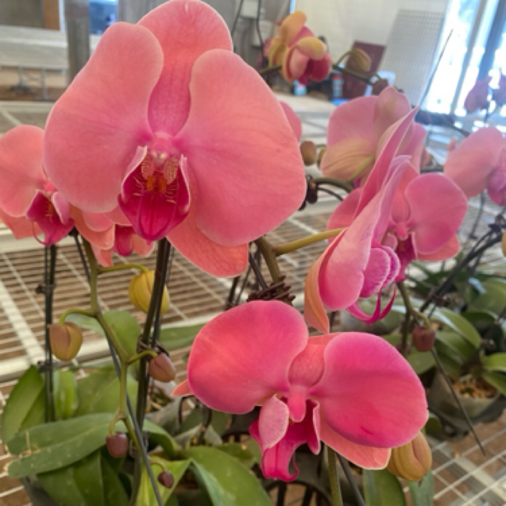 蝶兰小栈【香橙美人】3.5杯带花带花苞 精品蝴蝶兰基地直发