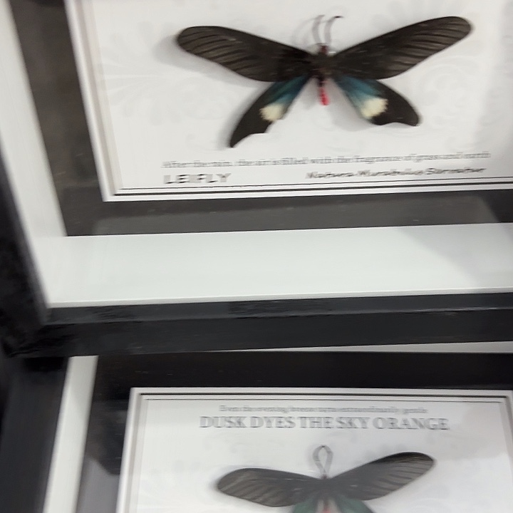 七寸新背景型蛾子