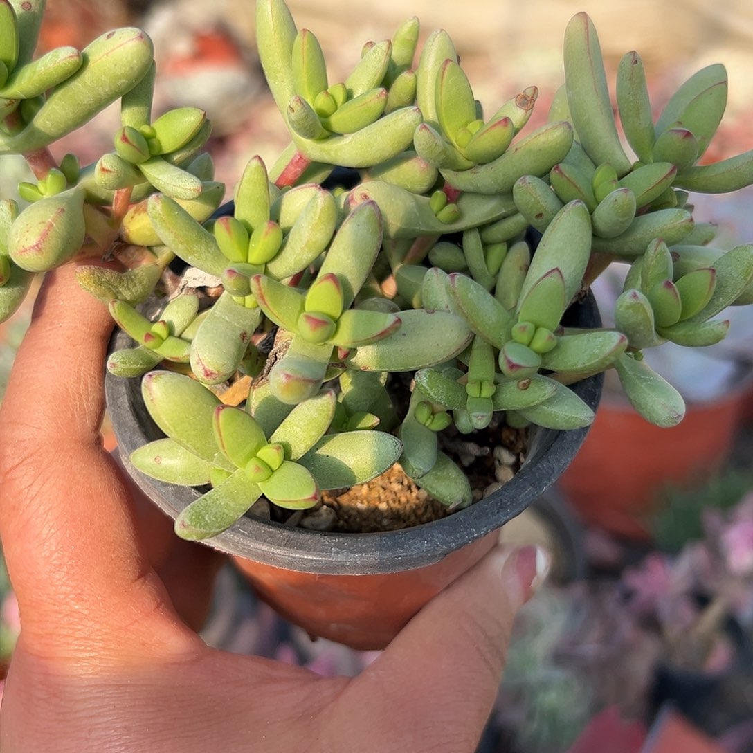 多肉植物天狗群生