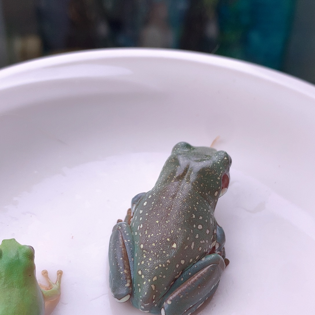 老爷树蛙12号大尺寸超蓝选育级精品暴雪