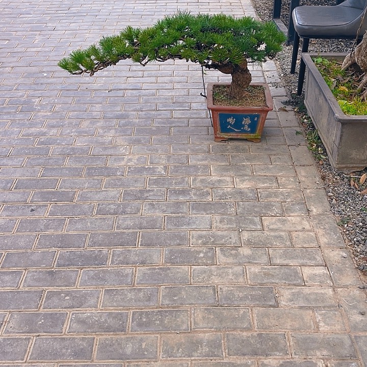 完全开放老桩临水黑松盆景