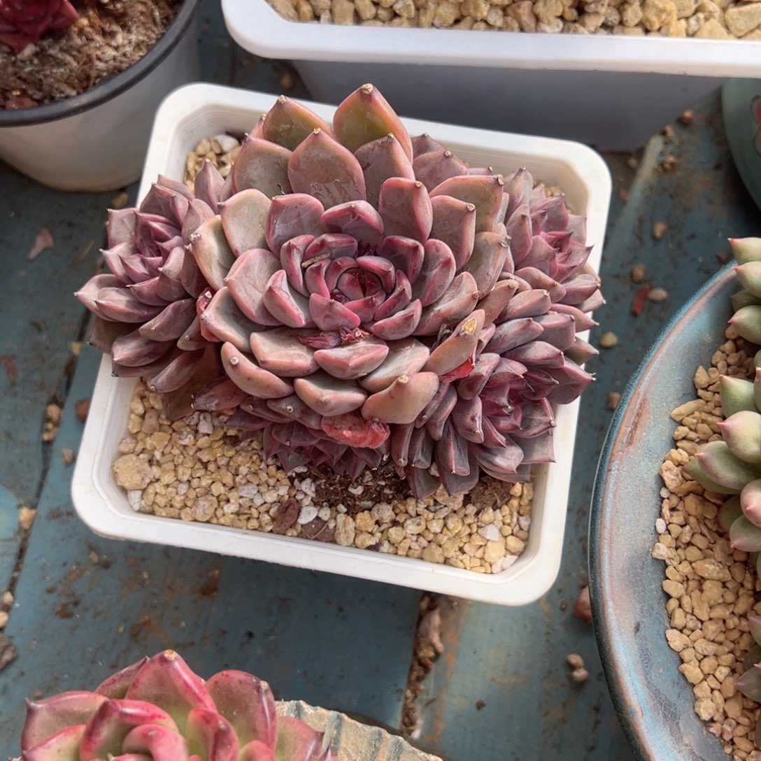 精品多肉植物老桩