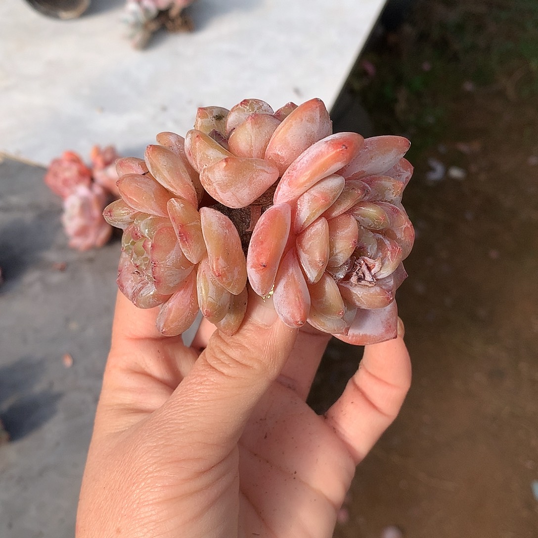 哈哈哈哈哈哈哈哈石榴籽冰玉