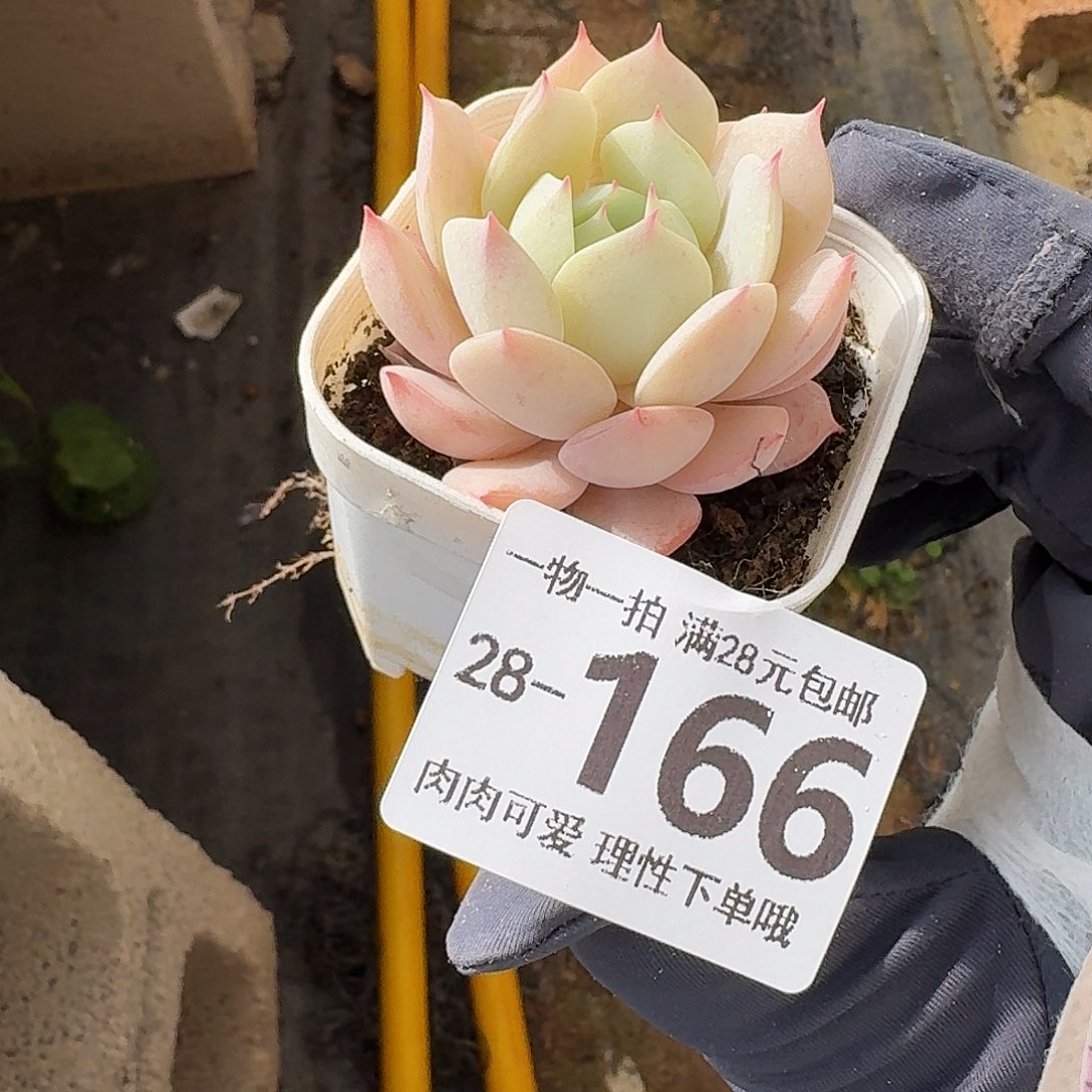 蓝鸟香槟无盆土发货