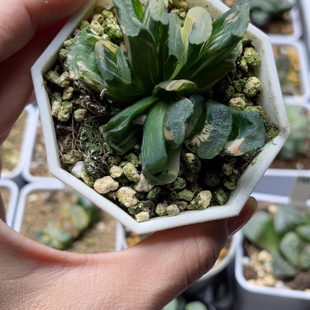 _****子661哈哈哈哈哈哈哈哈哈