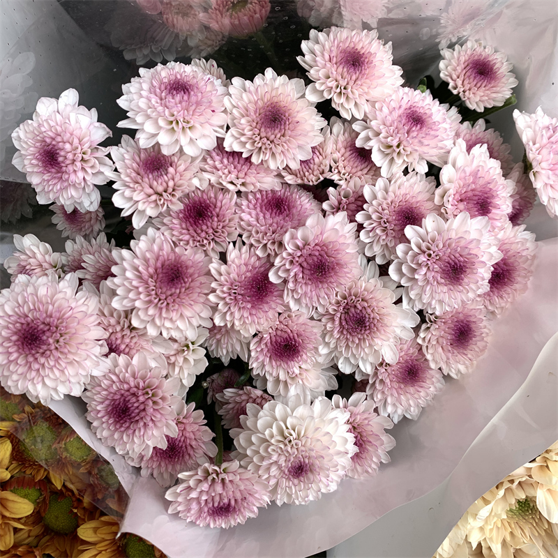 马蹄斯小雏菊鲜花水养花卉长花期粉红色小清新客厅装饰
