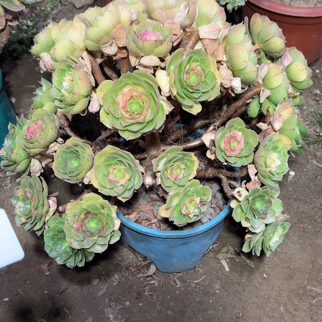 多肉植物万圣节法师360