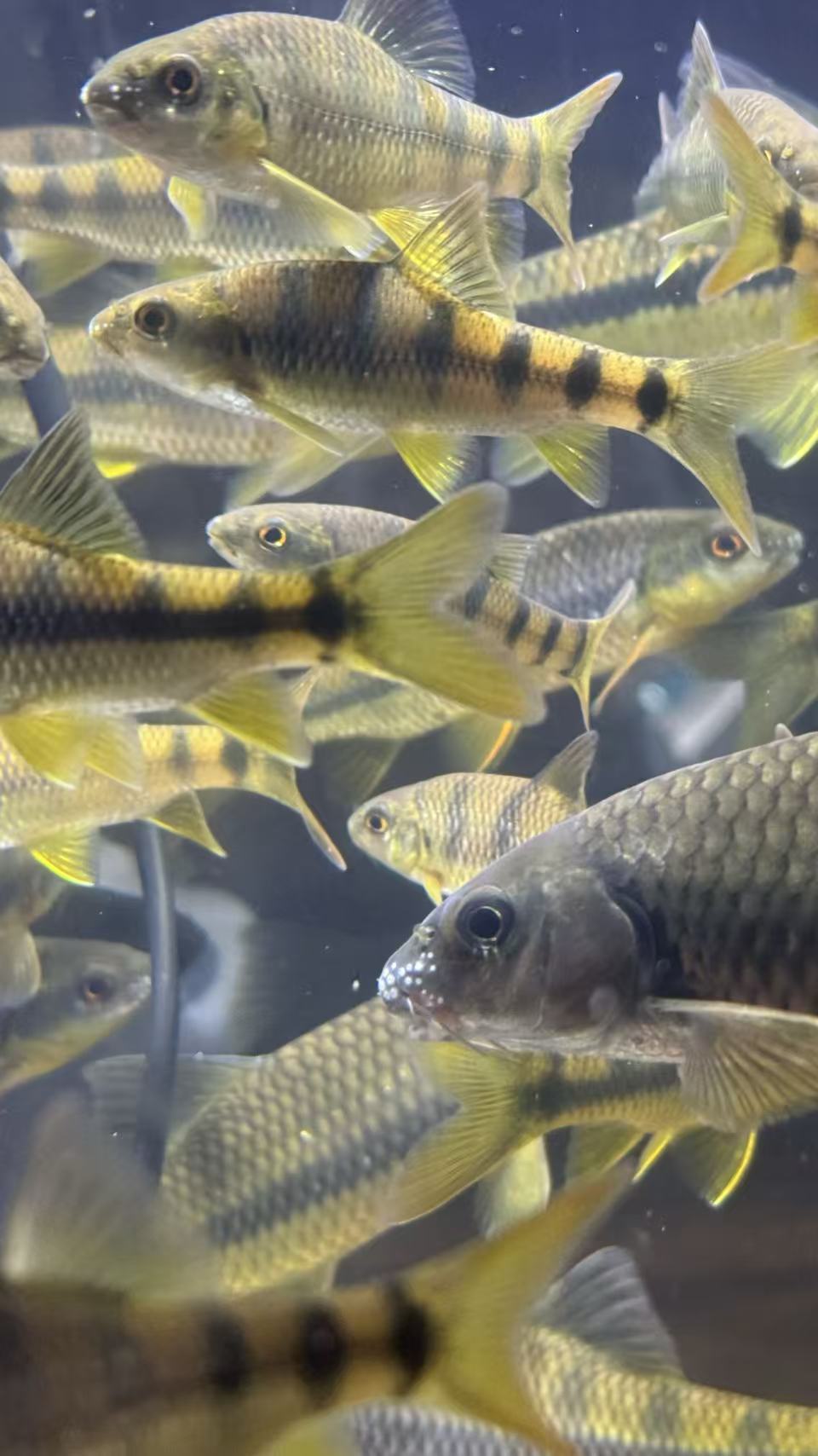 光唇鱼溪石斑鱼冷水淡水原生观赏鱼好养适合新手