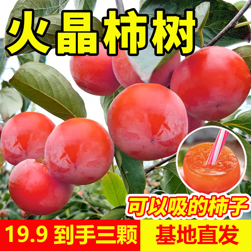柿子树南北方种植柿子树苗火晶柿子柿子树苗正宗脆甜柿子特大柿子