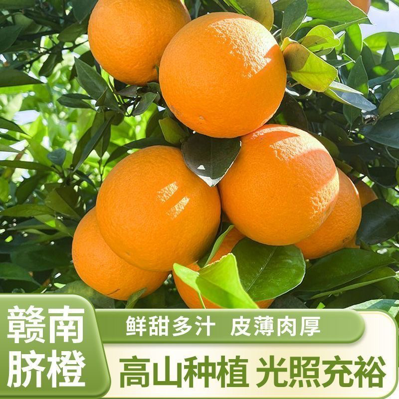 江西赣南脐橙正宗农家甜橙子新鲜水果产地直发带现摘爆汁