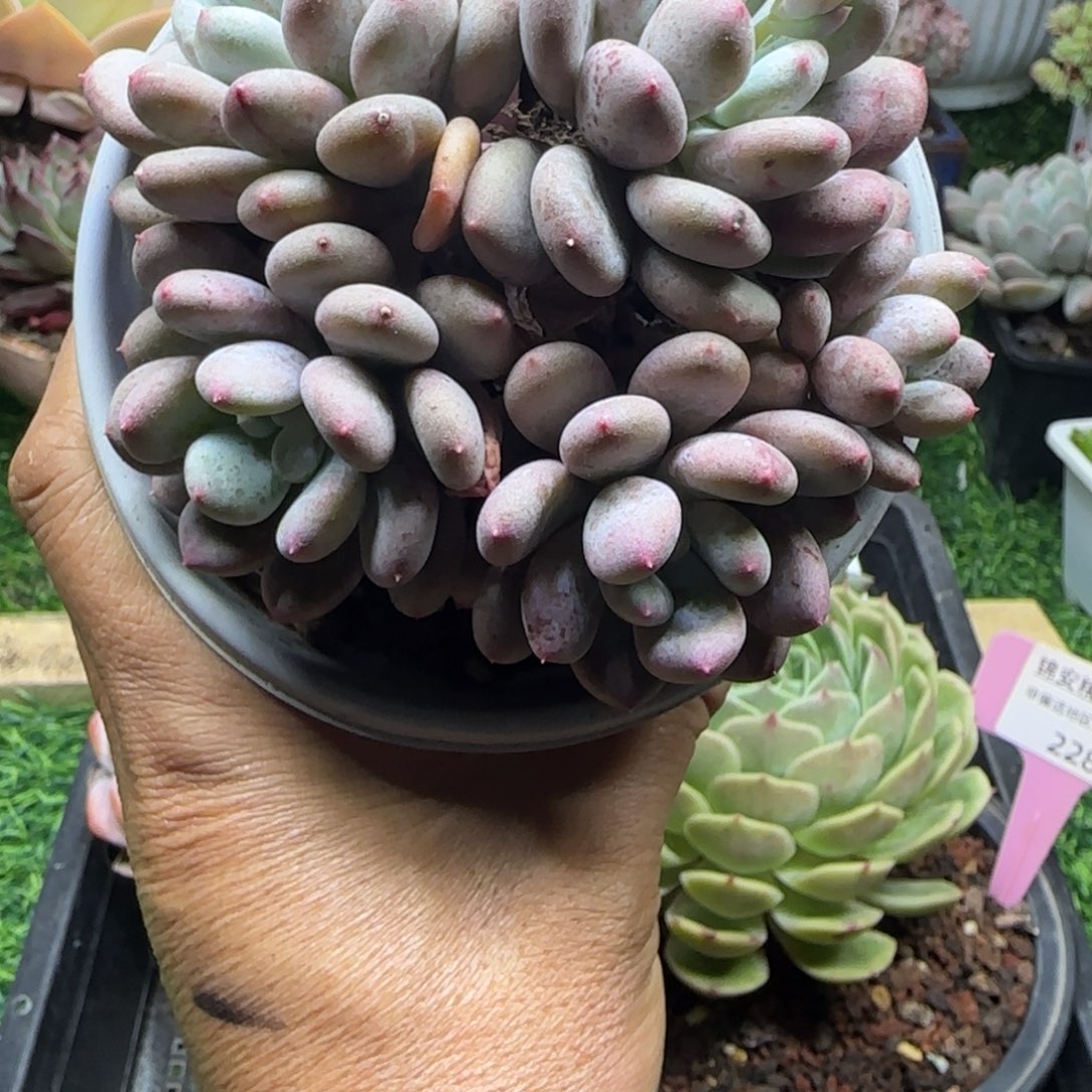 锦安精品多肉植物229