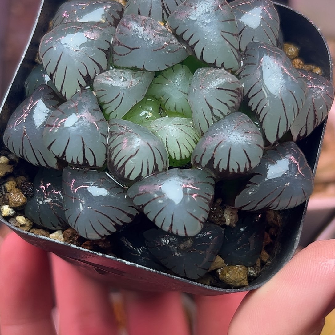 孔明灯母本十二卷多肉植物