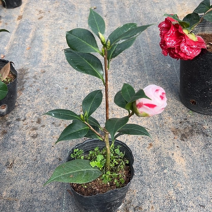 大部分花苞少量开放，深海妖怪