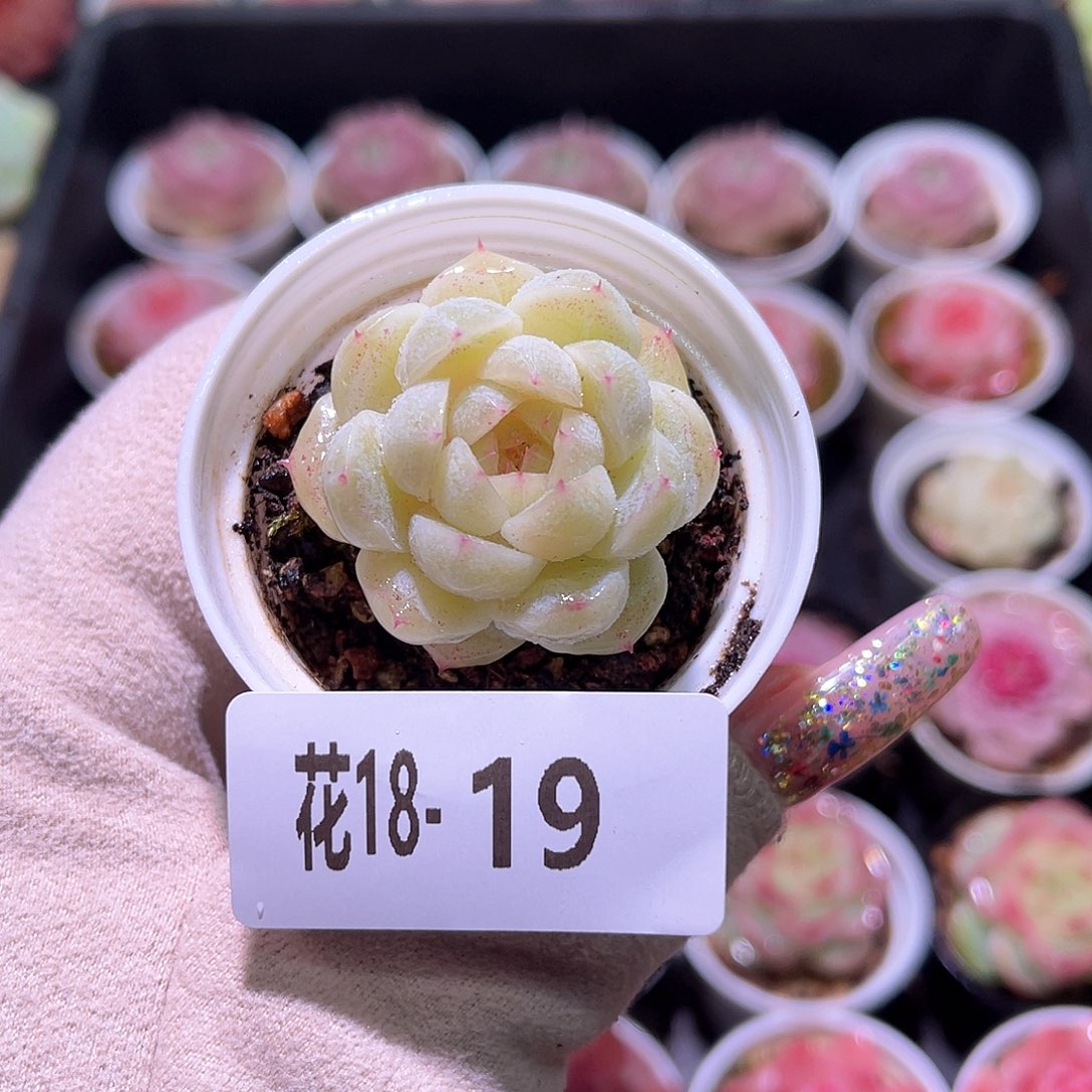 花利美18-19瑶台心
