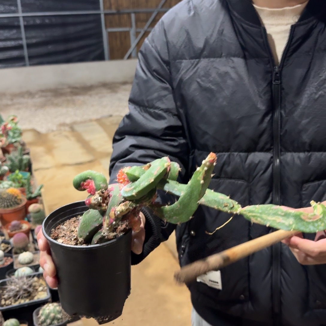 龙凤牡丹裸根发货