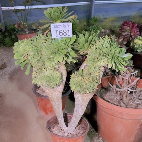 681绿法师缀多肉植物