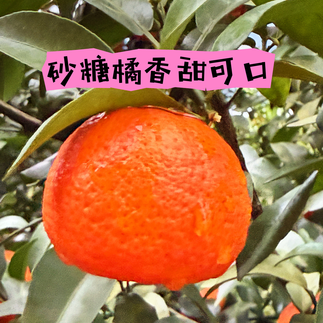 重庆砂糖橘香甜可口