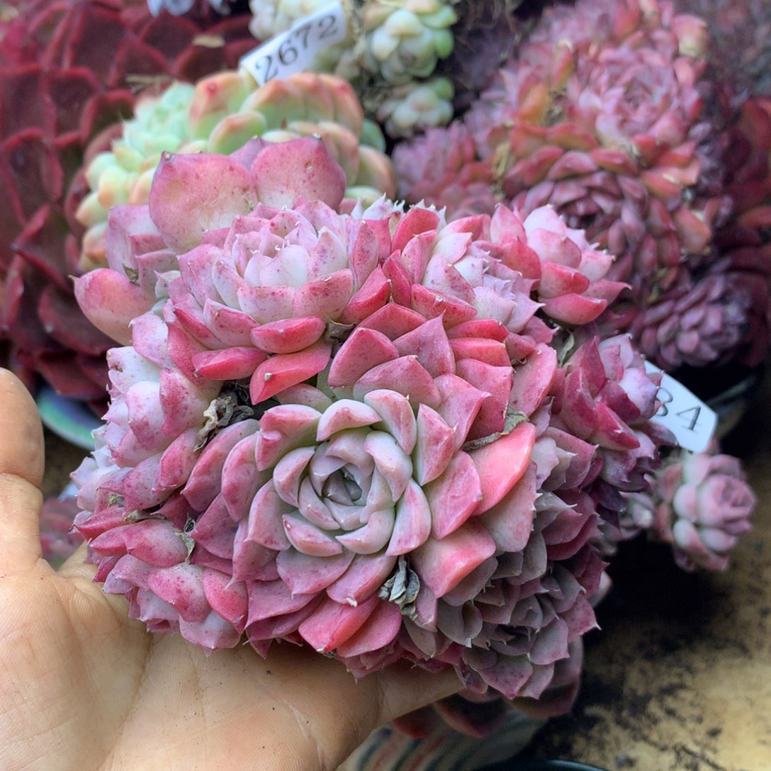 2684杂交精品基地12厘米