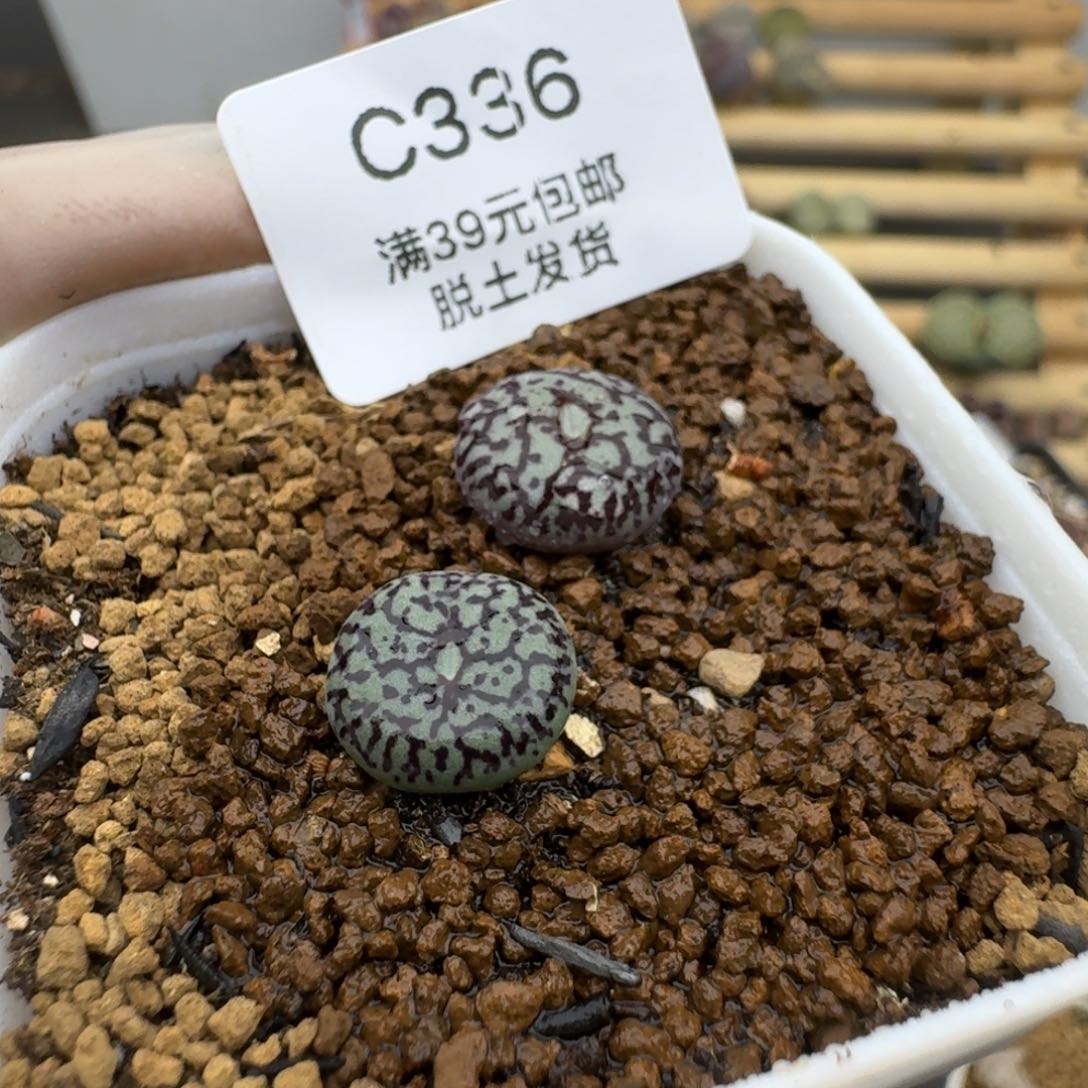 336哈哈哈哈哈哈哈哈哈多肉