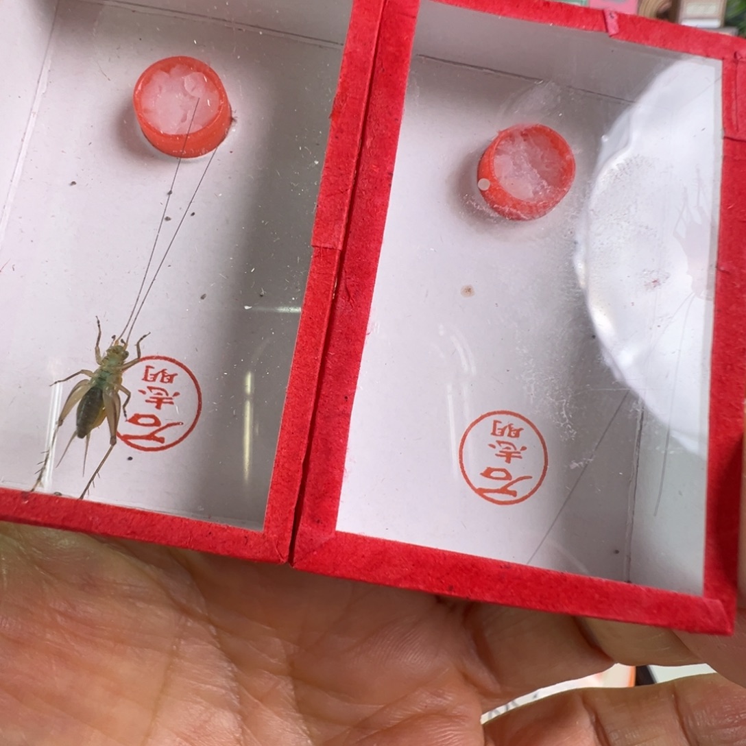 蟋蟀两只石老师中长须冬黄