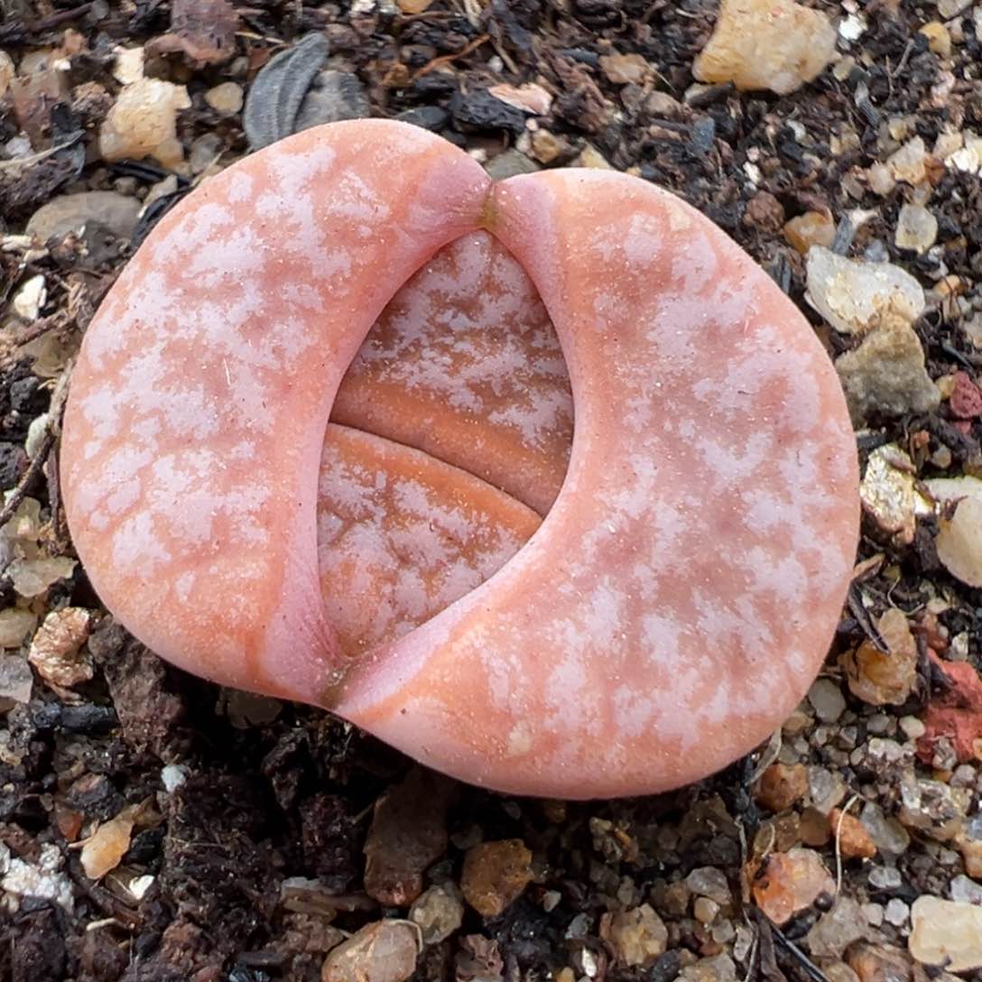 1.14好看的多肉862