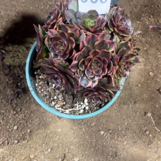 万家丽多肉植物958