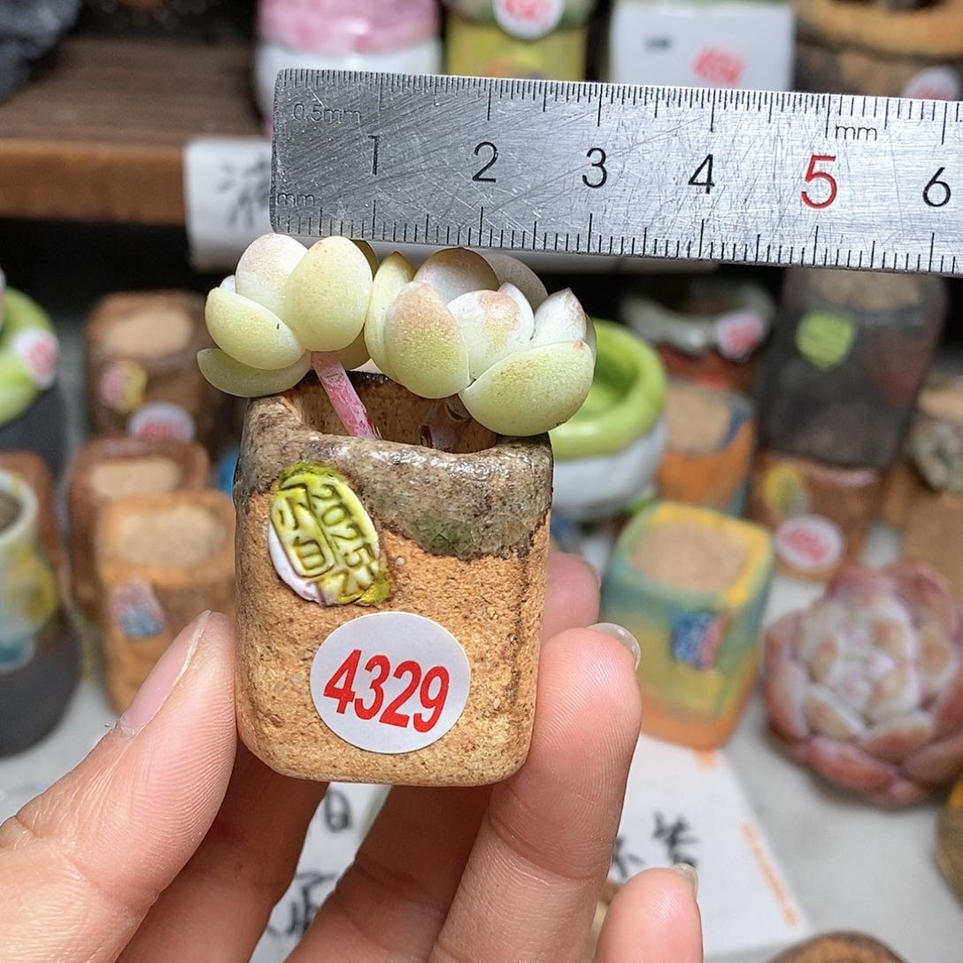 红陶拍5送一个小