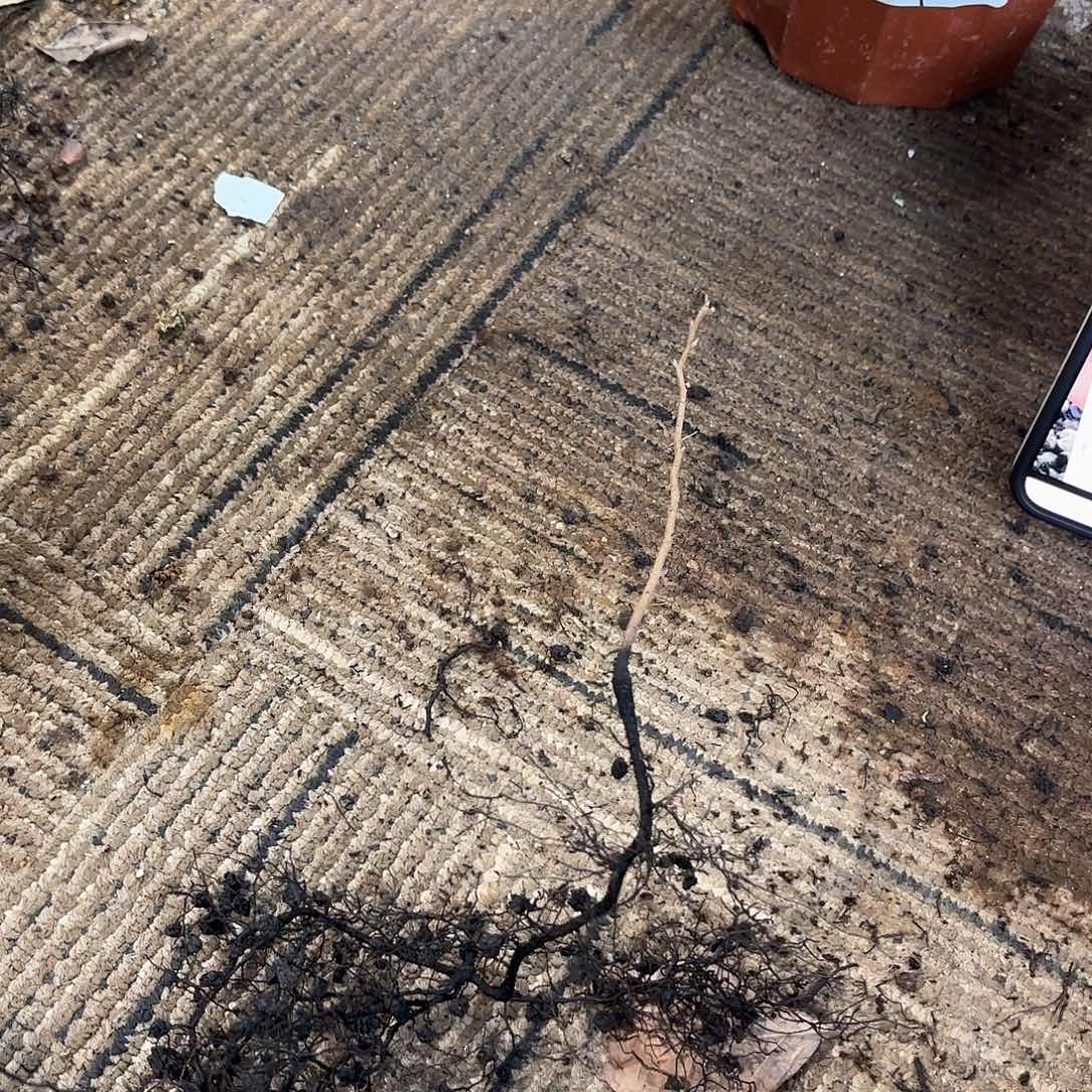 H***天姬花梨哈哈哈哈哈哈哈哈哈