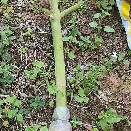 广东香水柠檬高压苗