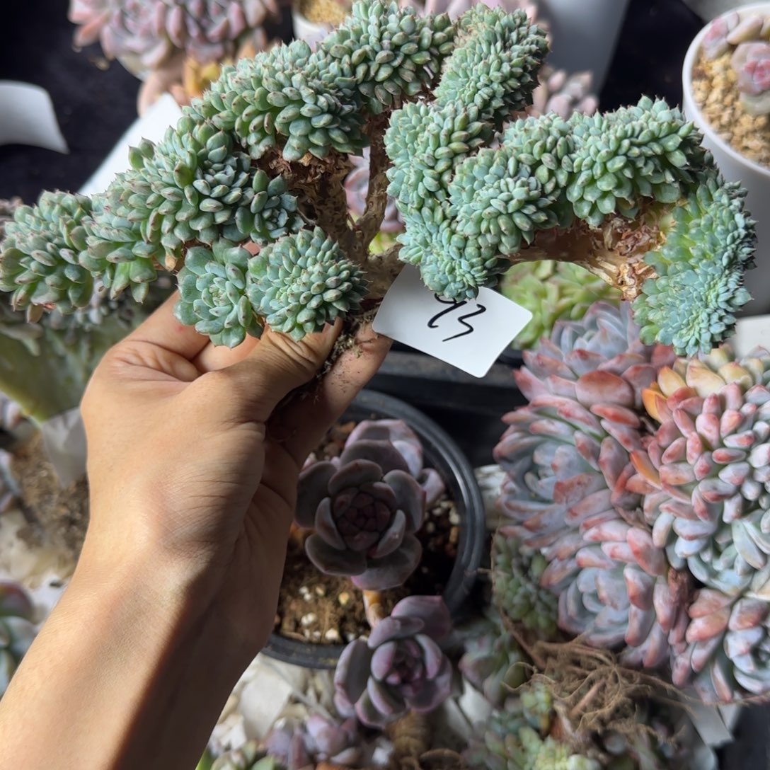 古***城白胖子缀化一物一拍93