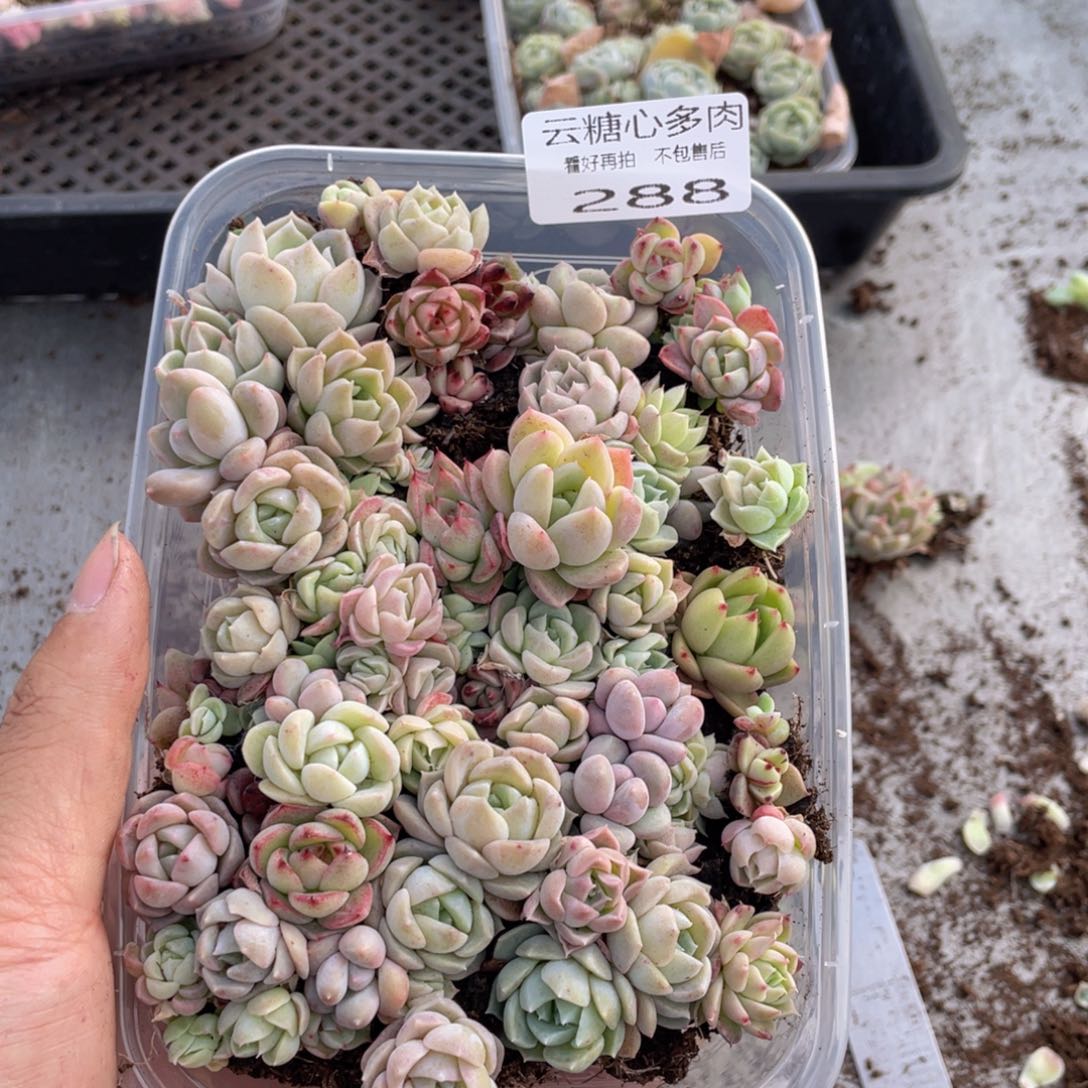 云糖心多肉植物288