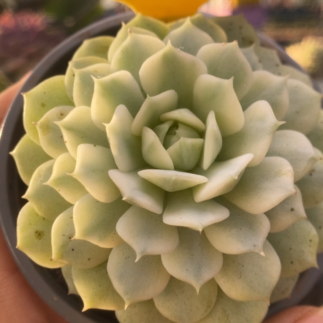 308静夜锦锦锦锦锦锦