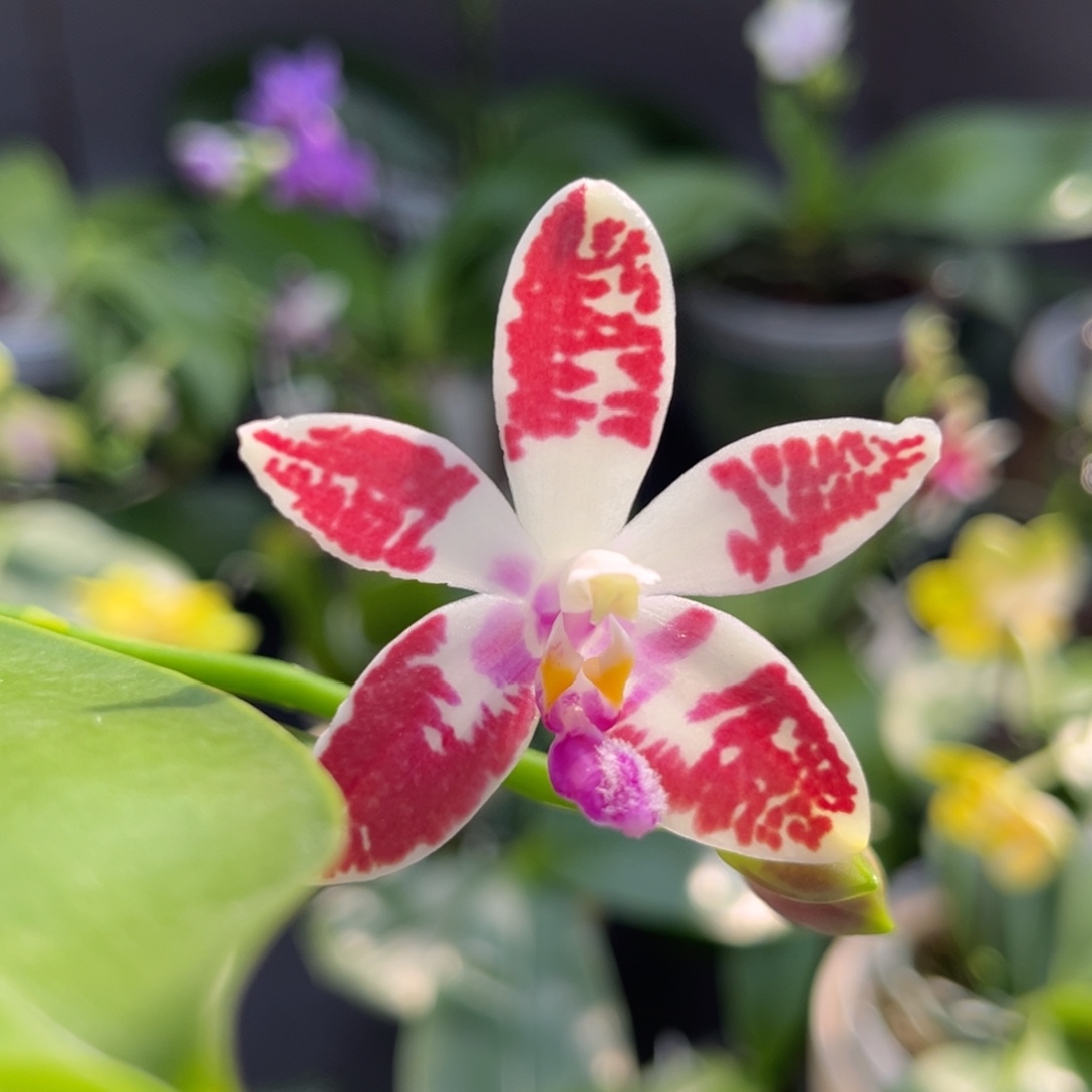 完全开放2.5寸盾交柯宁开花株