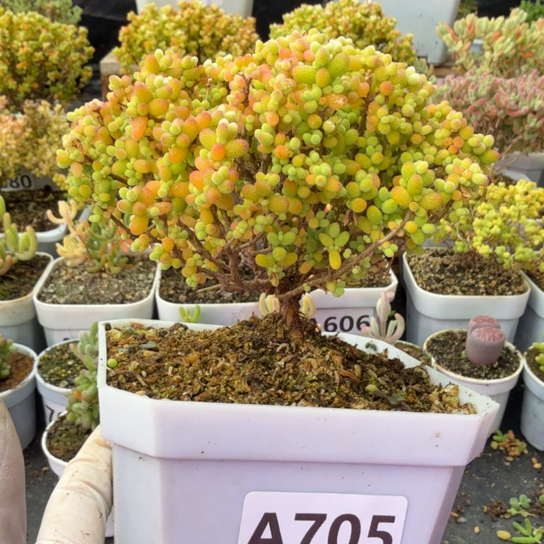 A705精控树型金桔糖球