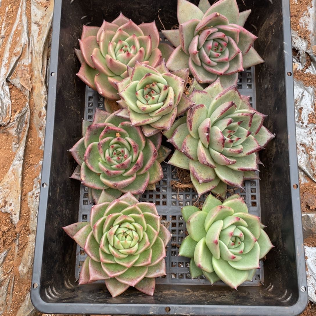 无花朵若如东云组拍D131