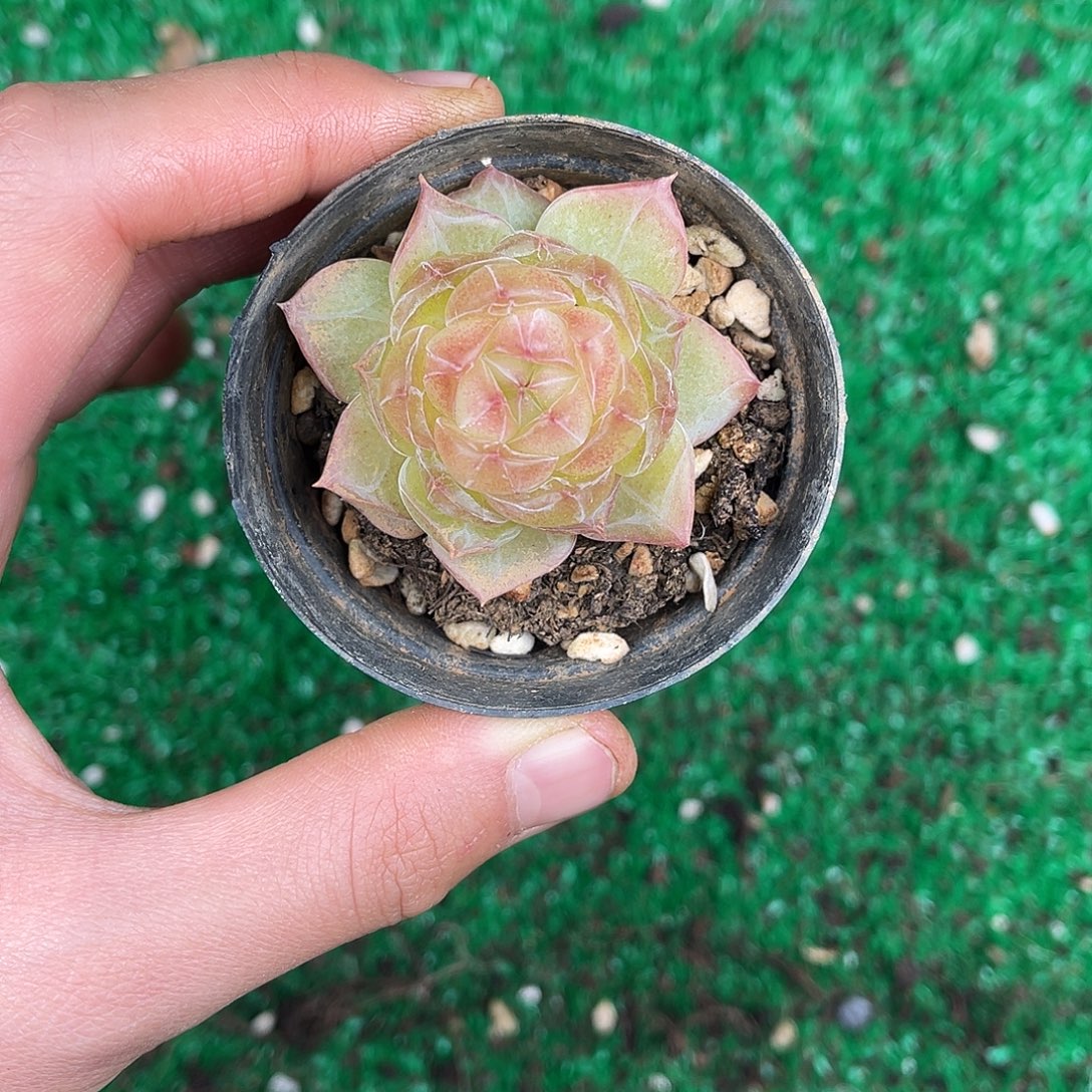 多肉植物一物一拍3-133