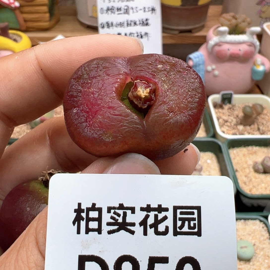 950。大超毛。内双头