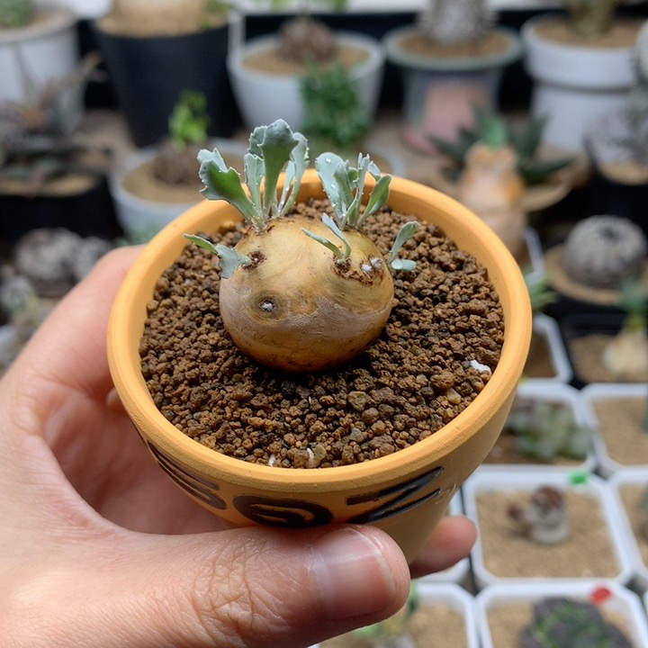 产地格加厚敦菊带盆