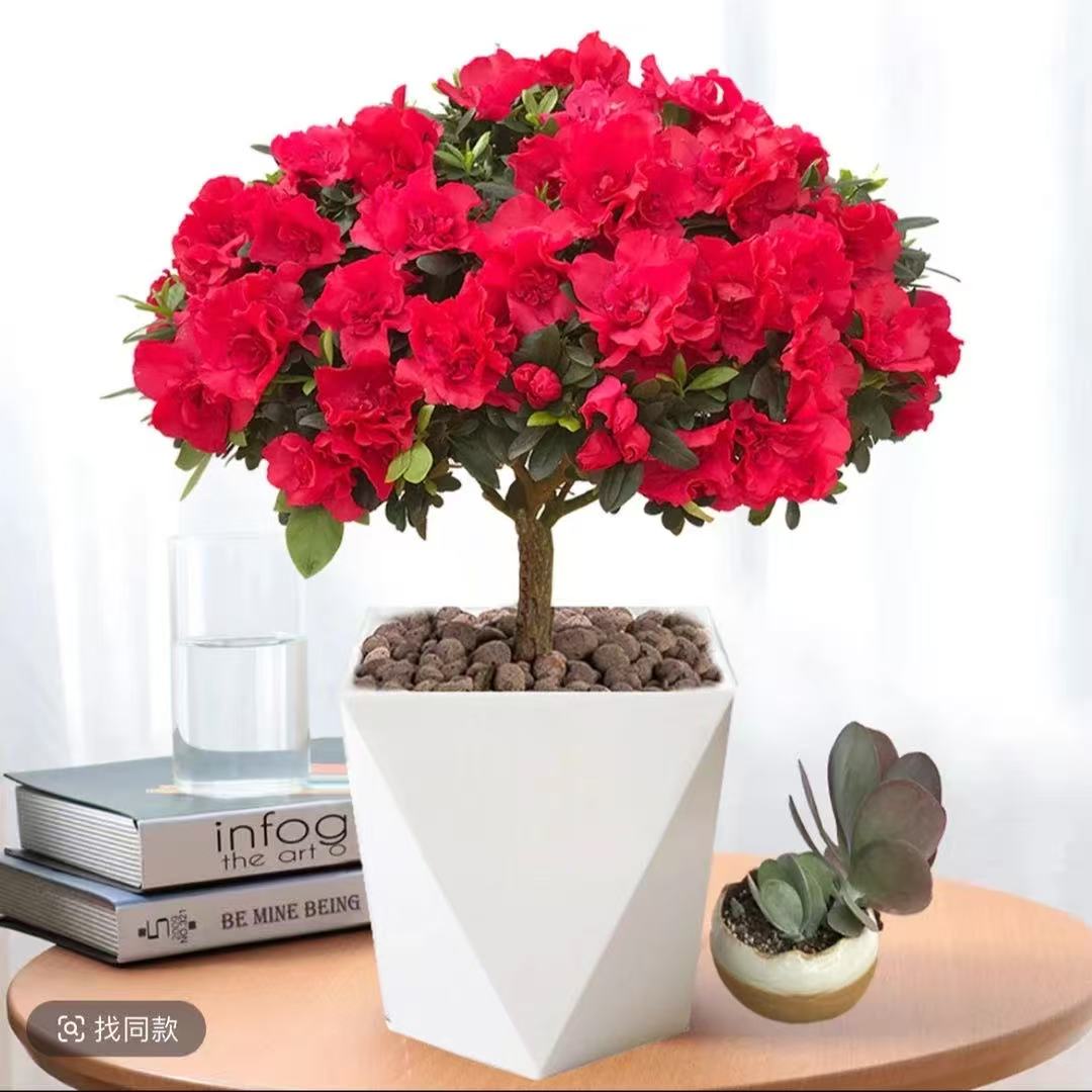 红色独杆杜鹃花盆栽带花苞室内外好养花卉绿植