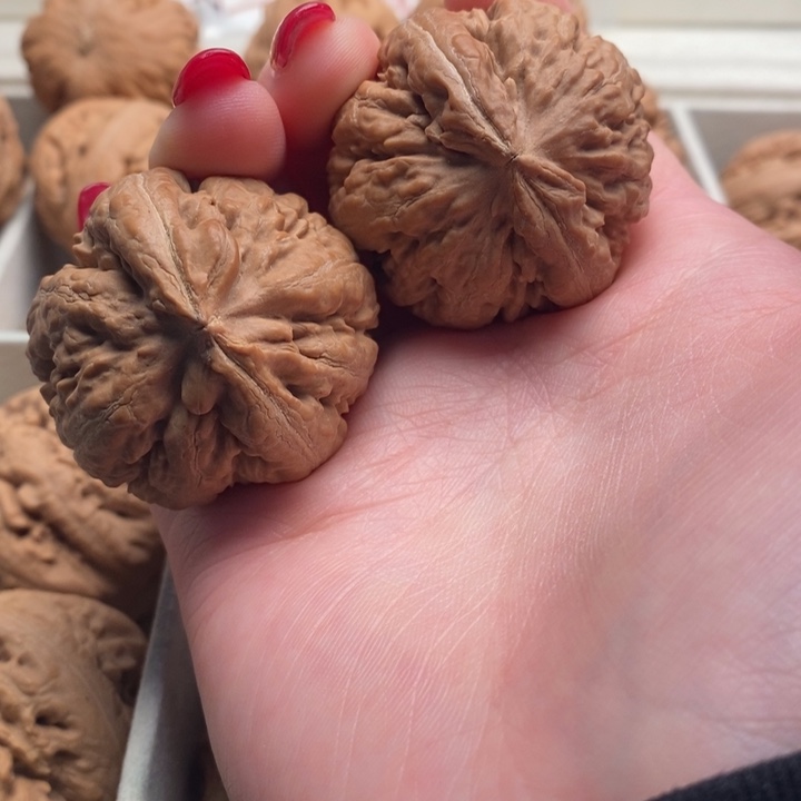 吴***儿霸王龙全品无修一刀没动