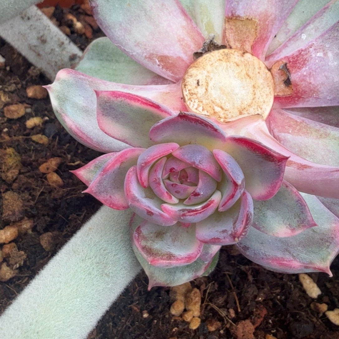 蓝色妖姬锦单头无根