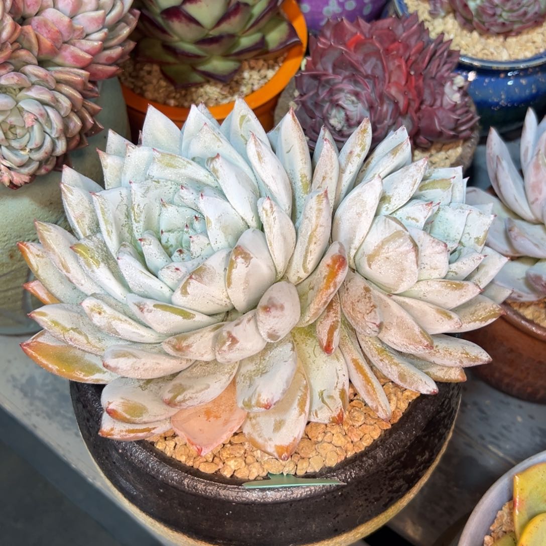 多肉一物一拍0213-140