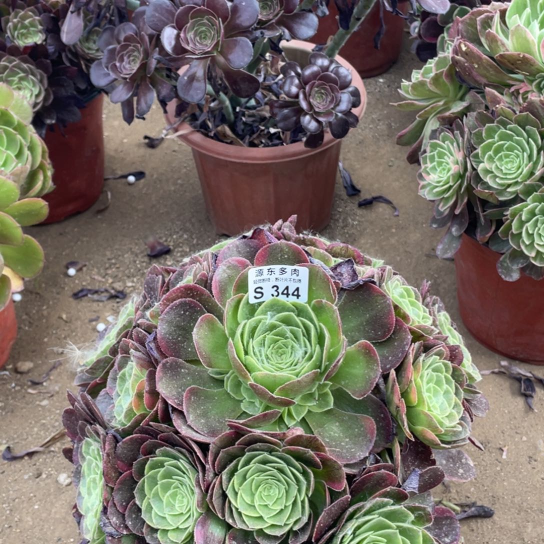 344奶白多肉法师断枝不包