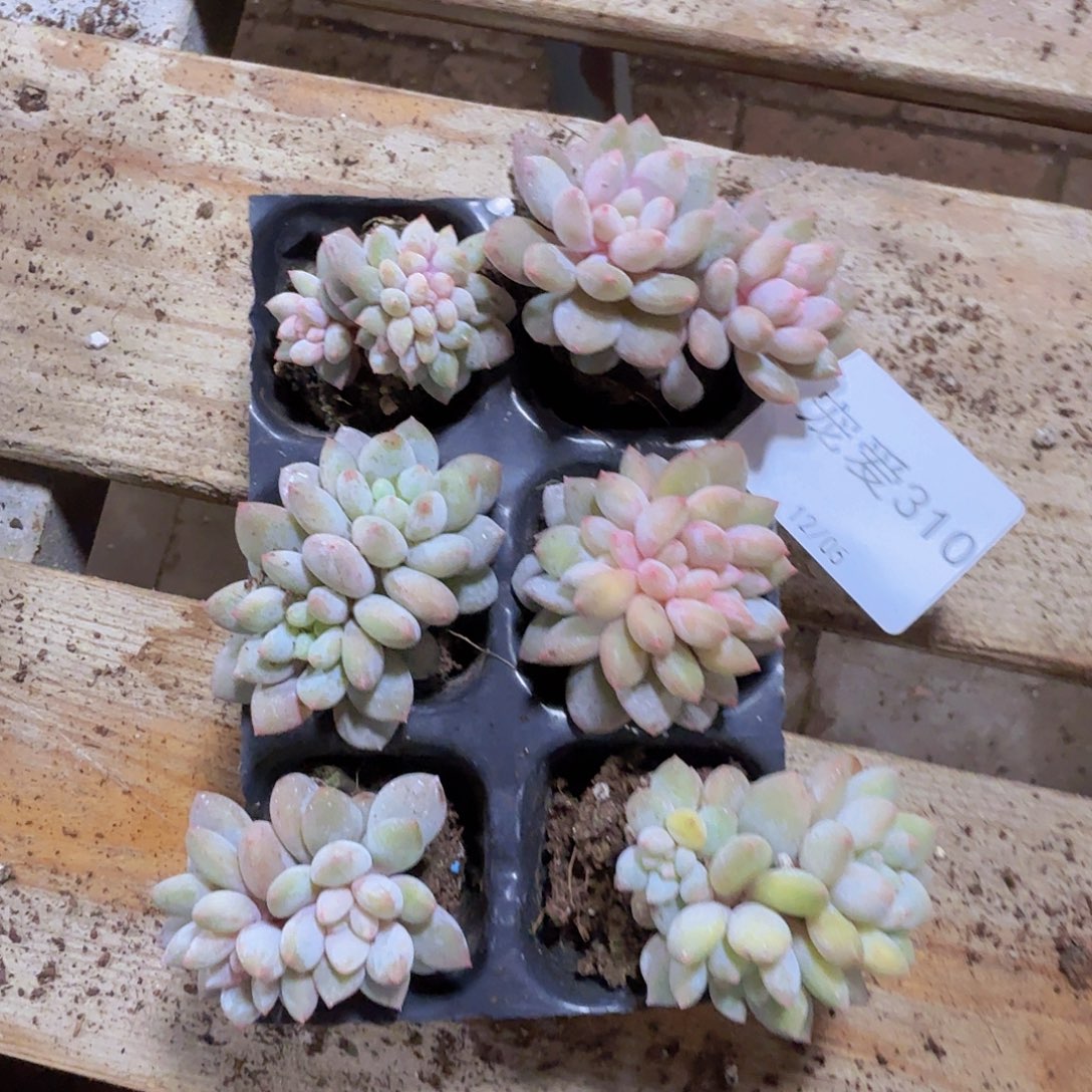 直播福利一物一拍310