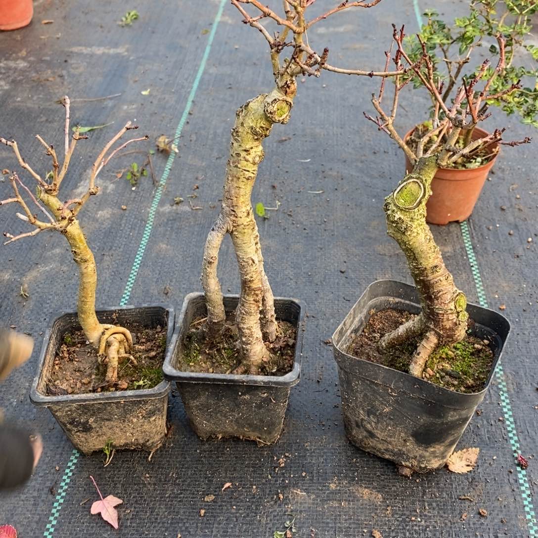 逍***子无花朵盆景盆景70