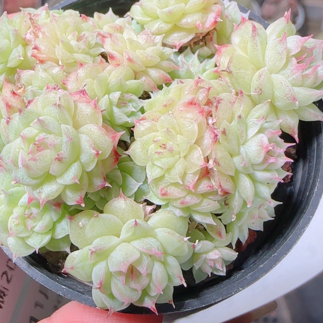 花语逸镜1107-313海王散