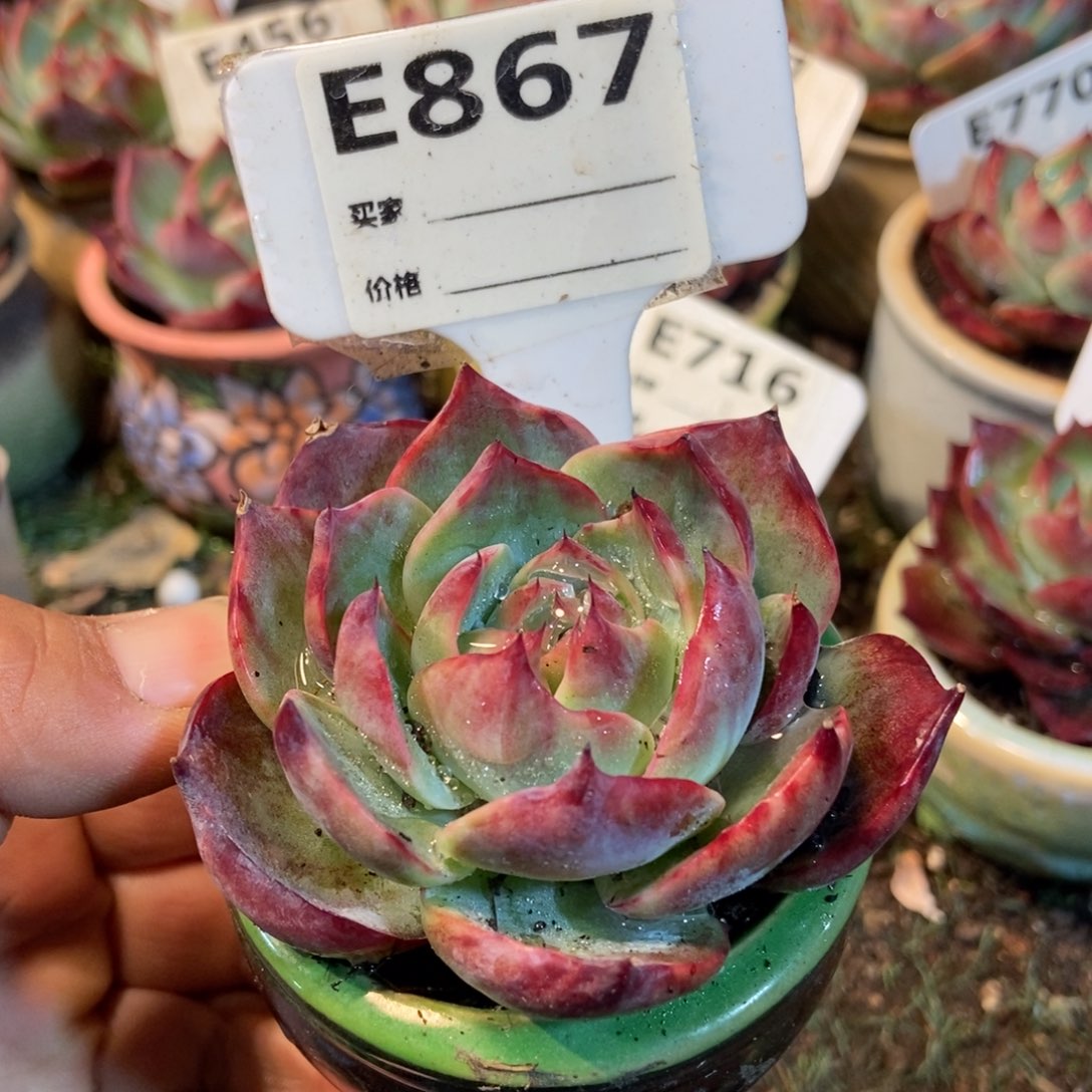 惊鸿惊鸿867号楼